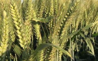 云麦68小麦种子特点，生育期170天