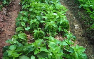 苏子的产地，在我国主产于安徽、湖南、台湾等省份