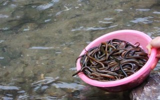 水泥池养黄鳝的水位，通常为20-30厘米左右