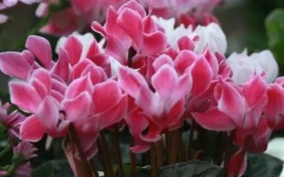 仙客来冬季花期几天浇水一次，每隔3-5天浇一次水