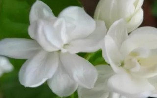 茉莉花的花语,寓意纯洁、忠贞和尊敬