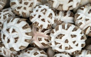 花菇小的好还是大的好，小花菇比大花菇好