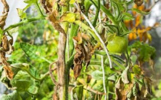 番茄枯萎病的症状，和青枯病易混淆