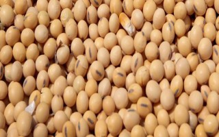 登科1号大豆种子简介,该品种生育期111天