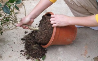 盆栽桂花叶子尖发黑怎么办,先查找原因再对症下药