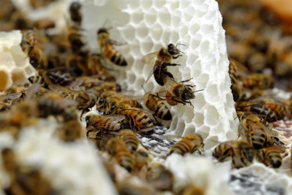 冬天如何对蜜蜂饲喂糖水，在饲喂器中添加糖浆再放入蜂箱中即可