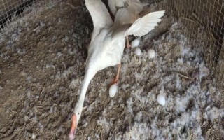 母鹅下蛋有什么前兆,可从进食、体态、行为上的变化来辨别