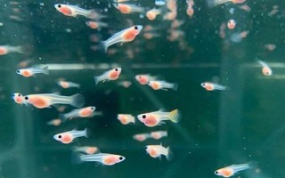 小鱼苗什么时候喂食，出生第二天就可以喂食了