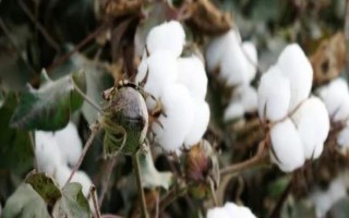 YM111棉花种子简介,转抗虫基因中熟杂交品种
