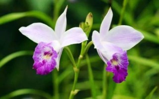 竹叶兰浇水方法,需根据当前季节改变浇水频率