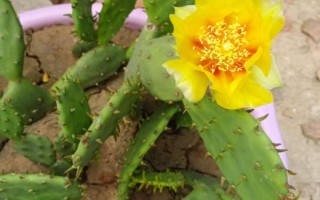 千手观音仙人掌开花所需时间，一般需要3年才能看到花朵