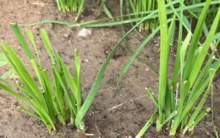 韭菜的种植技术，土壤解冻后到秋分可随时播种