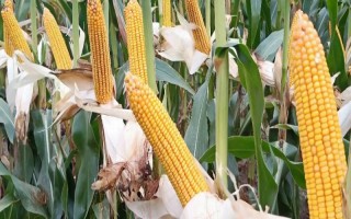 乾坤528玉米种子简介，放赤眼蜂防治玉米螟虫