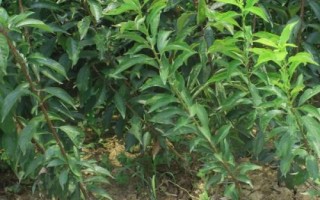 李子树苗种植技术，一般在秋季落叶后至春季发芽前定植