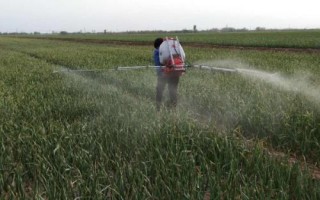 常见的大蒜病虫害，需对症下药