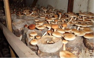 目前我国人工栽培的食用菌有几种，大概种植100种、有50多种可形成商品