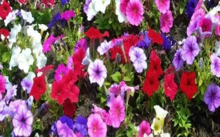 变色花的种类,包括牵牛花、绣球花等品种