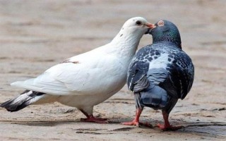 高层鸽子驱赶方法，在窗台边悬挂红布具有驱赶效果