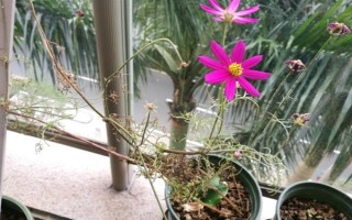 格桑花一年的开放次数,只会在6-8月份开放一次
