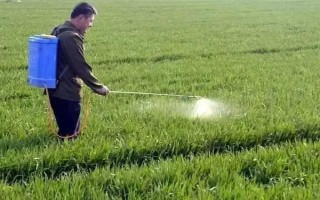 冬小麦常用哪些除草剂，分为防治阔叶草、禾本科草等类型