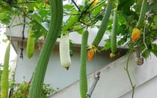 丝瓜结果后长不大的原因，可能是缺少肥料、浇水过多等