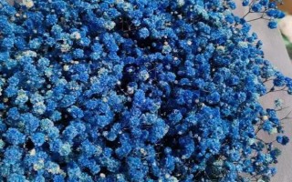花店买的满天星会不会枯萎,会因为缺少水分供应而枯萎