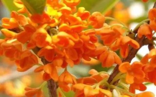 桂花有哪几种颜色，有金黄色、黄白色、橙红色和白色