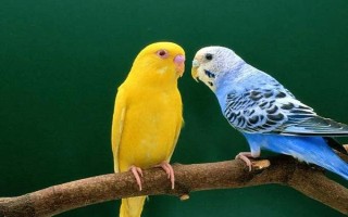 鹦鹉的品种介绍，常见的有虎皮鹦鹉、亚历山大鹦鹉等