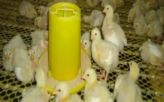 小鸡怎么养成活率高,确保室温在34℃-35℃左右