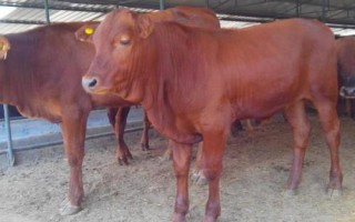 养肉牛喂养什么粗料，干草、玉米秸秆和谷草都可以