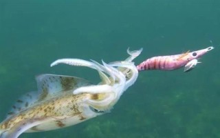 鱿鱼是哪种动物，是枪乌贼科软体动物