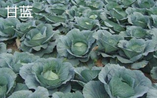 哪些蔬菜适合在3月份种植,包括空心菜、丝瓜、苋菜等品种