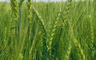 超大穗小麦新品种介绍，常见的有存麦20、山农30等