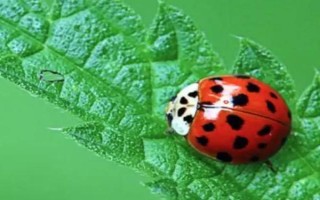 瓢虫会不会在屋子里繁殖，喜欢温暖的环境会在屋子里繁殖