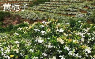 春季适合种什么药材，需结合当地的土壤、气候等条件进行