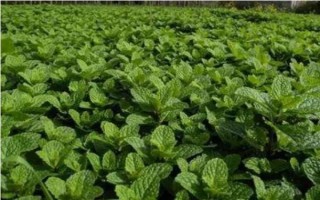 种薄荷适合用什么土壤，以疏松肥沃、透气且具有良好排水性的土壤为宜