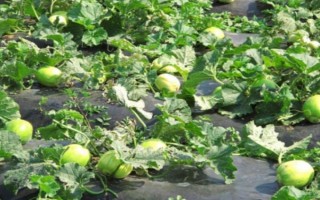 怎么露天种植香瓜，起垄后按照20厘米的株距栽植幼苗