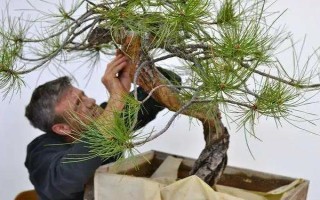 金钱松的养殖注意事项，要每隔2-3年换1次盆