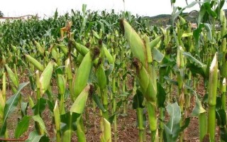 世宾28玉米品种的特性，辽在中等肥力以上地块种植