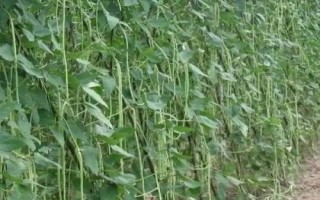 四季豆的种植时间,可春播和秋播