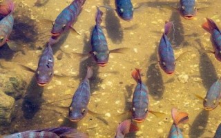 马鲷鱼好不好养，要求较高不易饲养