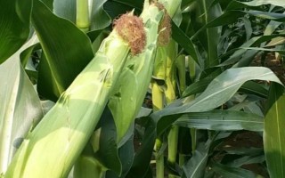 延科288玉米种子特征特性,中抗小斑病
