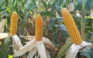 扬甜糯104玉米种简介,适宜密度每亩4000株左右