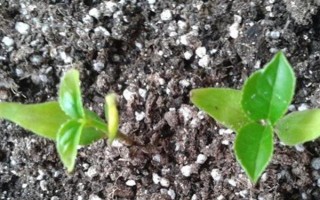 桂花怎么养护才可以更旺盛，每隔一周浇水1-2次