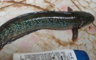 七星鱼的寿命，一般可存活10-15年