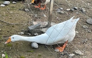 鹅通常养几个月能下蛋，产蛋时间与鹅的品种有关