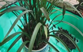 8月份能不能给兰花换盆，可以更换但不是最佳时期