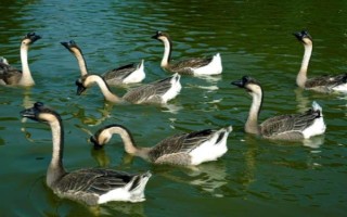 鹅一般养几个月就能下蛋，产蛋时间与鹅的品种有关