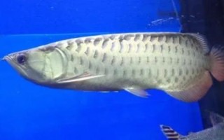 高背红尾金龙鱼好不好养，有一定的饲养难度