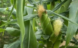 垦沃0925玉米种简介,中抗大斑病